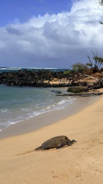 Açık mavi gökyüzünün altında güzel bir kaplumbağanın dikey görüntüsü.