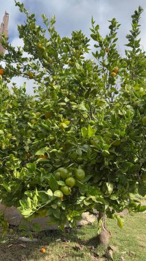 Bahçedeki yeşil yapraklar