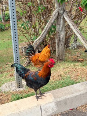 Hawaii Maui Tatili, Seyahat, Uçak, Ufuk Çizgisi Dağ İçi, Oteller, Öğle yemeği, Akşam Yemeği, Yemekler, Vahşi Yaşam, Okyanus, Okyanus Önü ve Dalgalar gibi çeşitli fotoğraflar, Bu fotoğraf modern bir kafe hakkında.