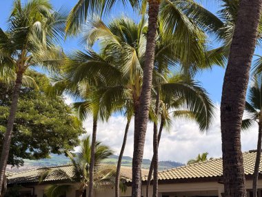 Hawaii Maui Tatili, Seyahat, Uçak, Ufuk Çizgisi Dağ İçi, Oteller, Öğle yemeği, Akşam Yemeği, Yemekler, Vahşi Yaşam, Okyanus, Okyanus Önü ve Dalgalar gibi çeşitli fotoğraflar, Bu fotoğraf modern bir kafe hakkında.