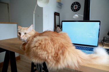 Çalışma masasında oturan genç kızıl kedi..