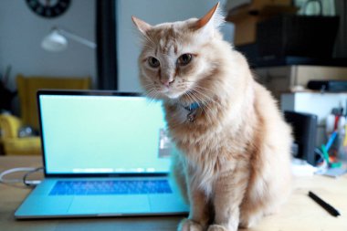 Çalışma masasında oturan genç kızıl kedi..