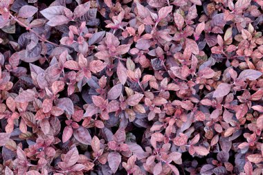 Brezilyalı eğlence bitkileri grubu..