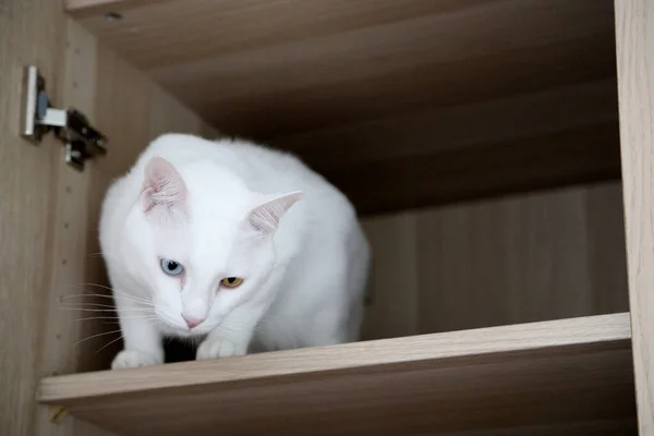 Gato Blanco Armario — Foto de Stock