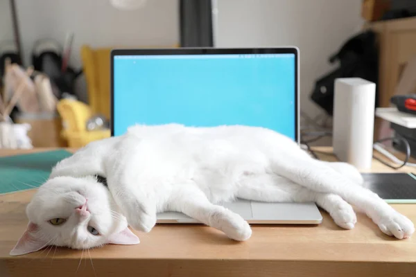 Young White Cat Lying Laptop — Stock Photo, Image