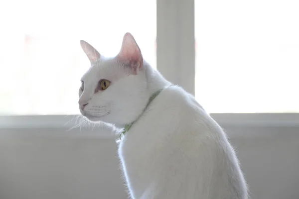 Jovem Gato Whit Sentado Cama Olhando Para Janela — Fotografia de Stock