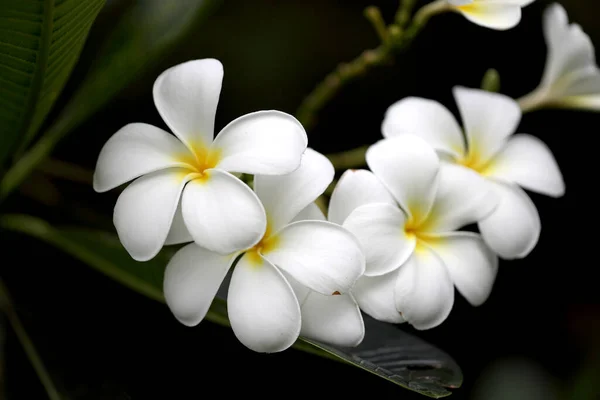 Las Flores Blancas Frangipani Parque —  Fotos de Stock