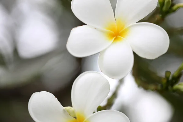 Fiori Bianchi Frangipani Nel Parco — Foto Stock