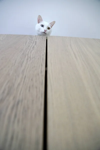 White Cat Wardrobe — Stock Photo, Image