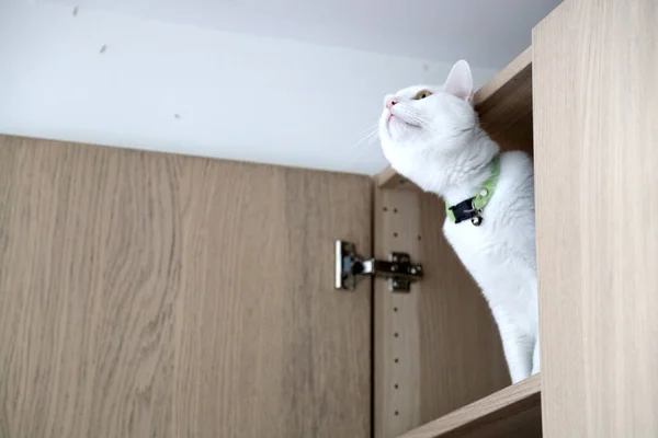 White Cat Wardrobe — Stock Photo, Image