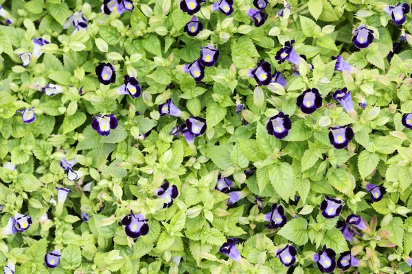 Pattern Wishbone Flower — Stock Photo, Image