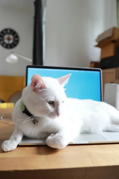 Young White Cat Lying Laptop — Stock Photo, Image
