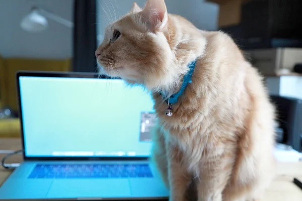 Young Ginger Cat Sitting Working Desk — Stock Photo, Image