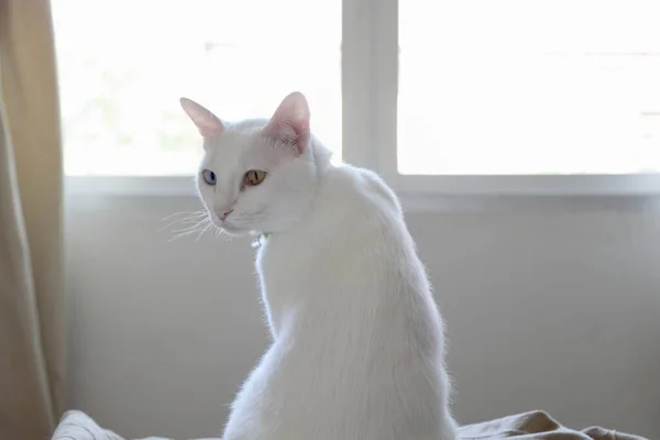 Молодий Білий Кіт Сидить Ліжку Дивлячись Вікно — стокове фото