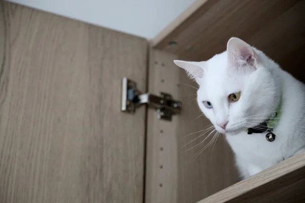 Білий Кіт Гардеробі — стокове фото