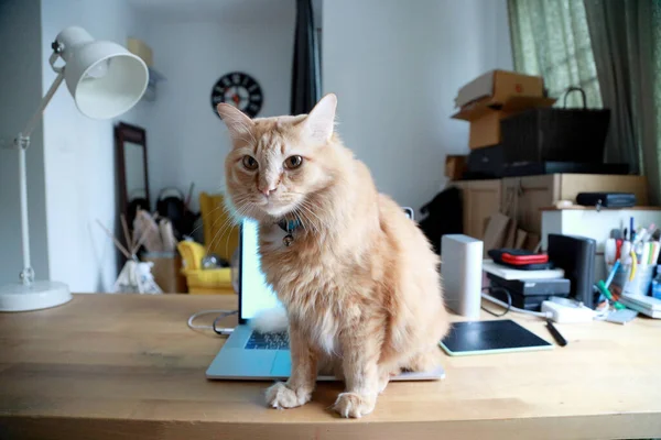 Jovem Gato Gengibre Sentado Mesa Trabalho — Fotografia de Stock