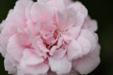 Pembe gülün makro resmi.