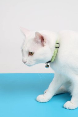 Mavi arka plandaki genç beyaz kedi..