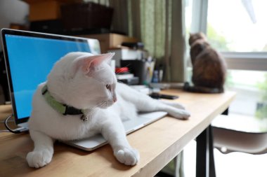 Genç beyaz kedi dizüstü bilgisayarın üzerinde yatıyor..