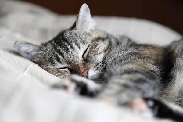 Kot Śpiący Łóżku — Zdjęcie stockowe