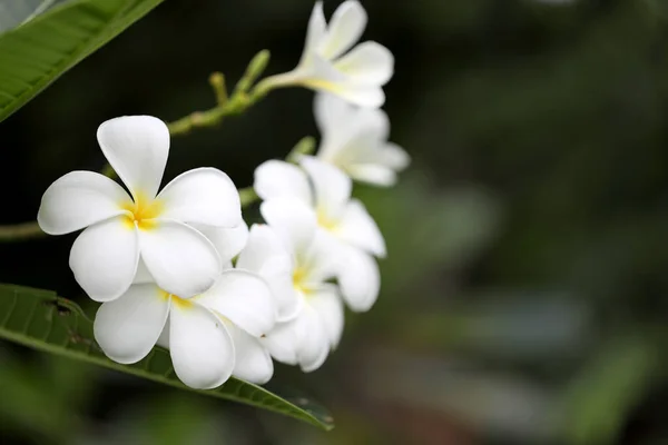 Fiori Bianchi Frangipani Nel Parco — Foto Stock