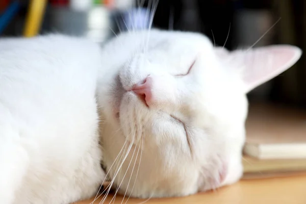 Νεαρή Λευκή Γάτα Κοιμάται — Φωτογραφία Αρχείου