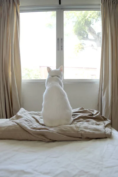 Die Junge Weiße Katze Sitzt Auf Dem Bett Und Schaut — Stockfoto