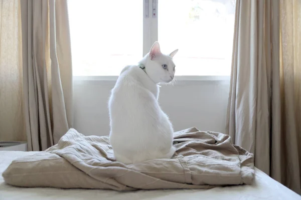 Kucing Whit Muda Duduk Tempat Tidur Melihat Jendela — Stok Foto