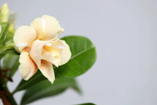 Macrofotografia Delle Rose Del Deserto — Foto Stock