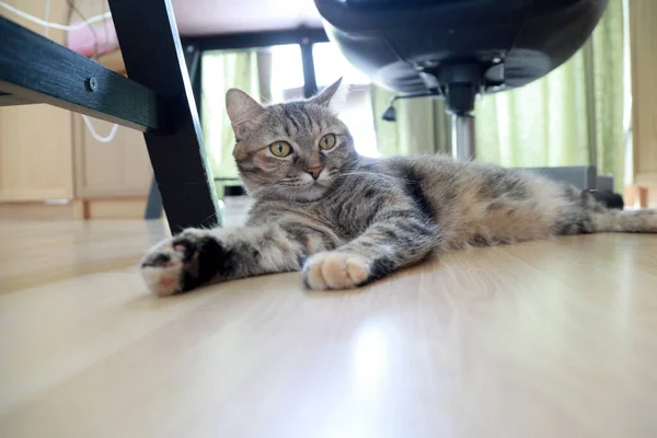 Die Junge Tabby Katze Liegt Auf Dem Boden — Stockfoto