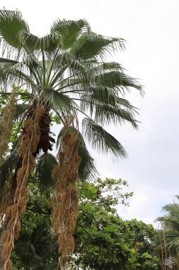 Yaz mevsiminde palmiye ağaçlarının manzarası.