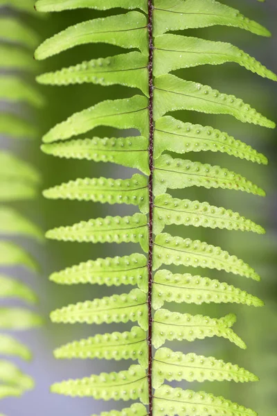 Makrofotografier Ormbunksblad — Stockfoto