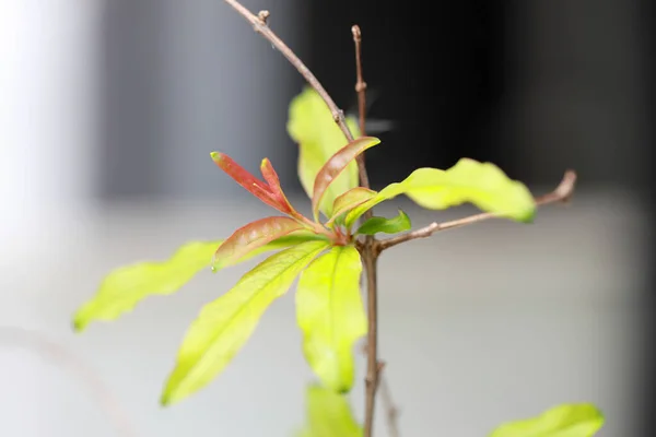 Makro Fotózás Fiatal Gránátalma Levél — Stock Fotó