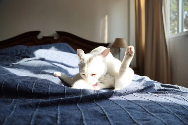 Junge Weiße Liegen Auf Dem Bett — Stockfoto