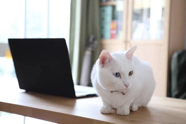 Gato Blanco Sentado Junto Computadora Portátil Estudio Casa — Foto de Stock