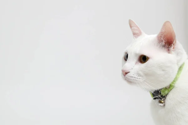 Cara Gato Blanco Sobre Fondo Blanco — Foto de Stock