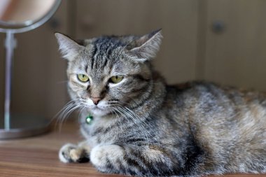 Çekmecelerin üzerinde yatan genç tekir kedi..