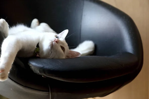 Odd Eyes White Cat Lying Chair — Stock Photo, Image