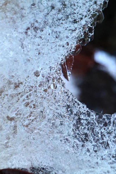 Абстрактная Картина Сушеных Цветов Листьев Заморожена Льду — стоковое фото