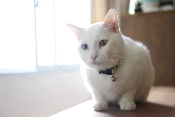 Jonge Witte Kat Die Kast Ligt — Stockfoto