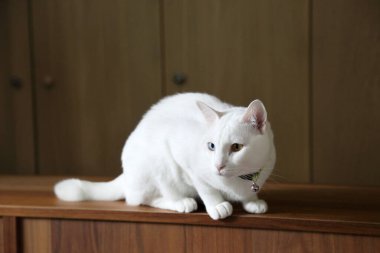 Genç beyaz kedi dolapta yatıyordu..