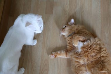 Ahşap zeminde oynayan iki kedi.