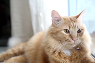 Pencerenin yanında yatan genç kızıl kedi.