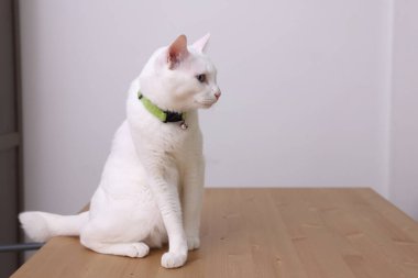 Masada oturan genç beyaz kedi.