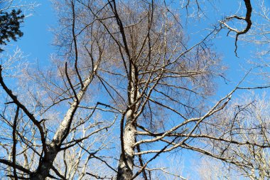 Sonbahar mevsiminde kurumuş ağaçlar.