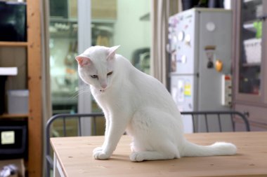 Masada oturan genç beyaz kedi.
