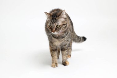 Beyaz arka plandaki genç tekir kedi..