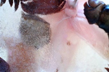 Kurumuş çiçek ve yaprakların soyut resmi buzun içinde donmuştu..