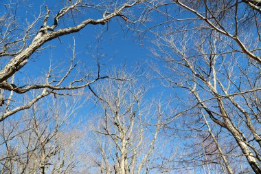 Sonbahar mevsiminde kurumuş ağaçlar.