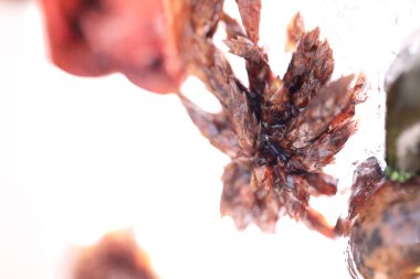 Kurumuş çiçek ve yaprakların soyut resmi buzun içinde donmuştu..